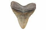 Fossil Megalodon Tooth - North Carolina #201928-2